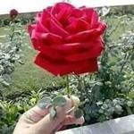 mjamali